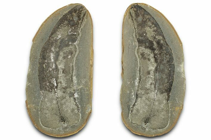 Macroneuropteris Fern Fossil Pos/Neg - Mazon Creek #325827